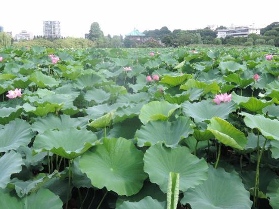 Shinobazu Pond